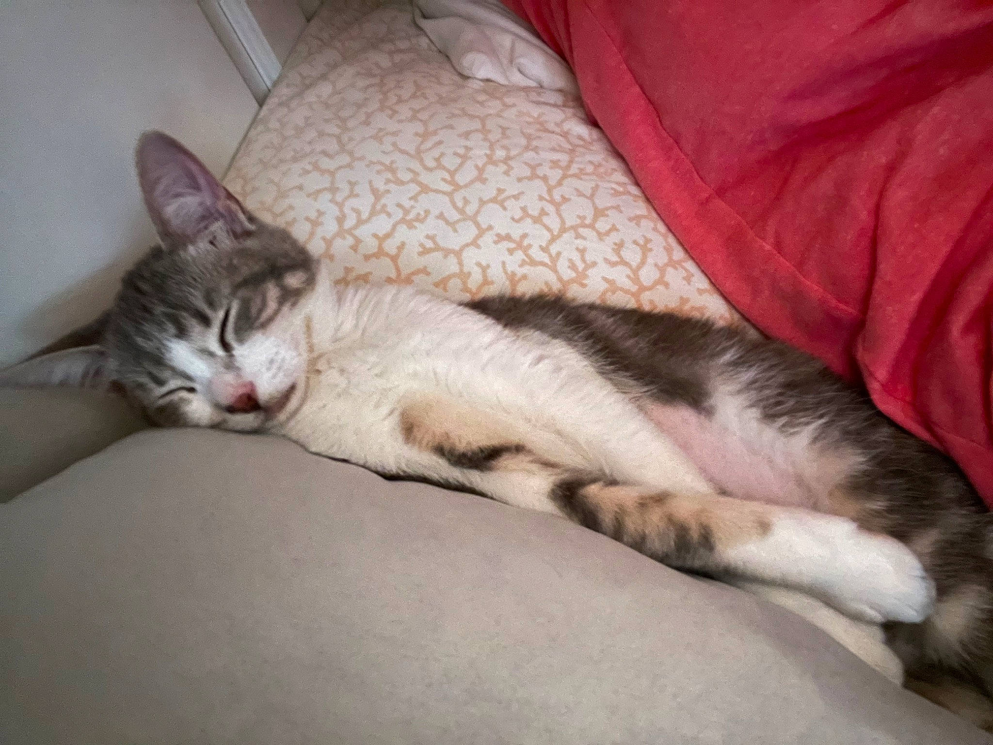 Lexi joined the competition — help win amazing prizes! carnivore, cat, claw, comfort, couch, domestic_short_haired_cat, felidae, fur, human_leg, linens, nap, paw, sleep, small_to_medium_sized_cats, snout, tail, whiskers