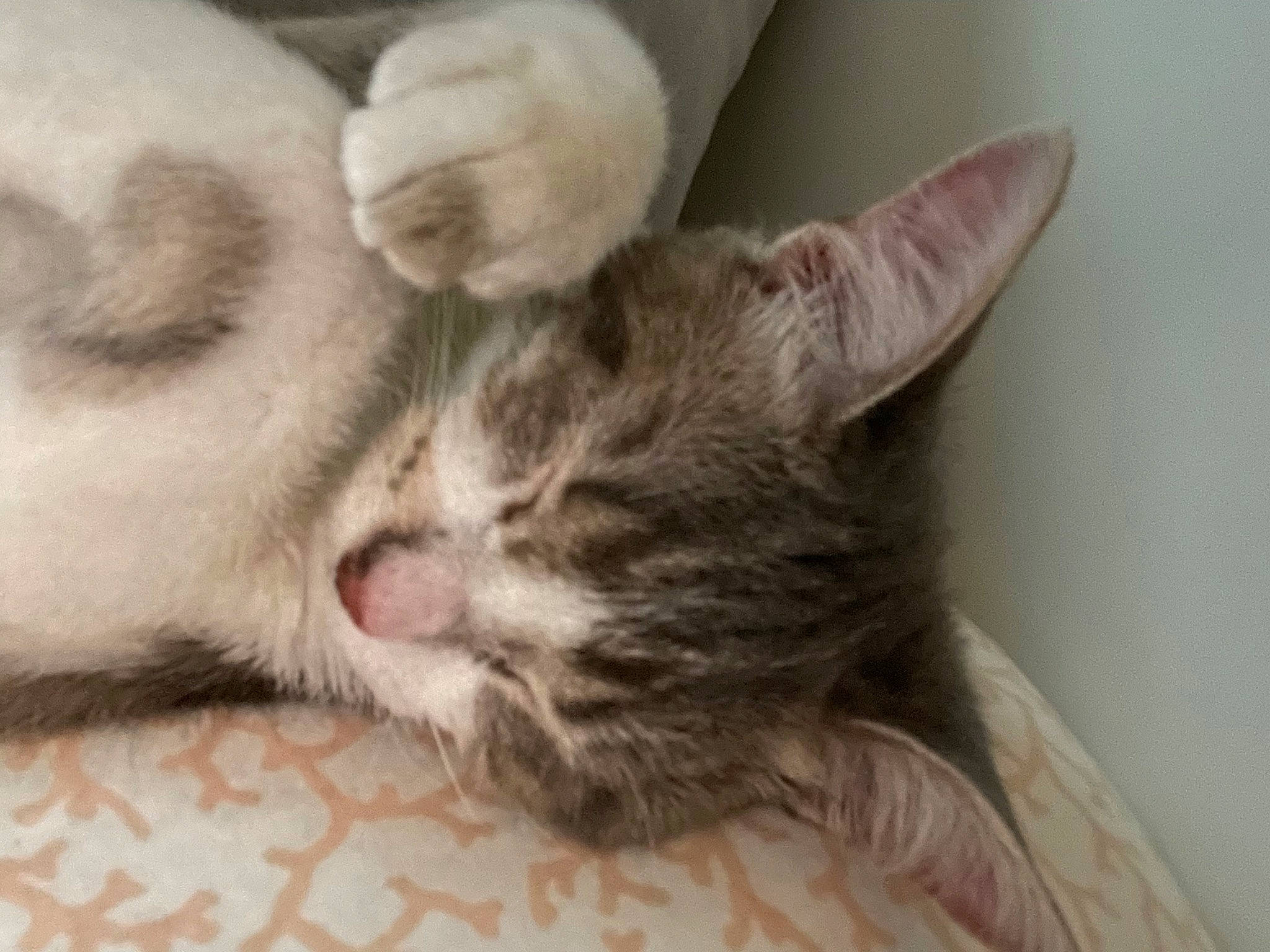 Lexi joined the competition — help win amazing prizes! carnivore, cat, cat_bed, claw, comfort, domestic_short_haired_cat, eye, fawn, felidae, fur, gesture, nap, paw, sleep, small_to_medium_sized_cats, snout, tail, whiskers