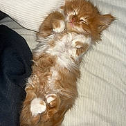 Cindy joined the competition — help win amazing prizes! adorable, animal, bed, blanket, cat, cozy, cute, domestic_cat, fluffy, fur, indoor, kitten, orange_cat, paws, pet, relaxed, resting, sleeping, white_fur, young_cat