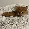 animal, blanket, cat, comfort, cozy, cute, ears, eyes, fluffy, fur, home, indoor, kitten, nest, orange_cat, pet, resting, small, whiskers, young