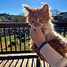 Cindy joined the competition — help win amazing prizes! animal, blue_sky, cat, cute, daytime, deck, fluffy, fur, hand, house, kitten, orange_cat, outdoor, pet, railing, sunlight, sweater, whiskers, white_cat, wooden_deck