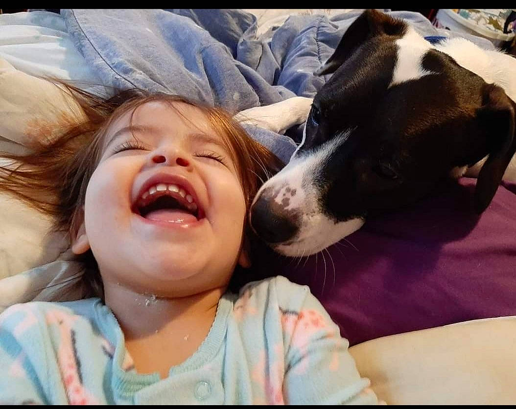 Gwynevere joined the competition — help win amazing prizes! carnivore, comfort, companion_dog, dog, dog_breed, eyelash, fawn, fun, gesture, grass, happy, jaw, leisure, nose, people_in_nature, person, photograph, selfie, smile, toddler