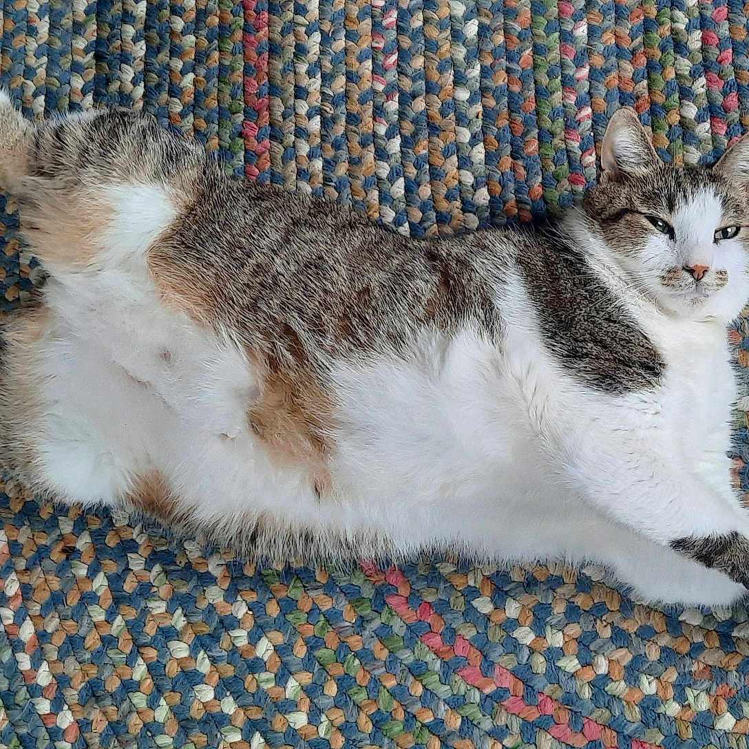 Houdini joined the competition — help win amazing prizes! abyssinian, accessories, animal, blanket, canine, cat, couch, furniture, hardwood, homedecor, kitten, manx, person, pet, quilt, rug, siamese, sleeping, strap, wood