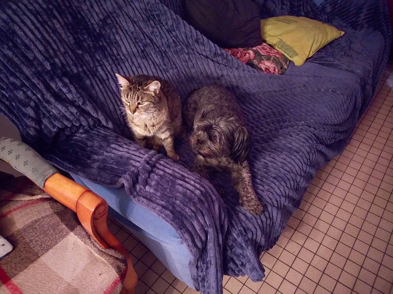 Nina participe au concours pour gagner de l'argent avec cette photo : bed, bedding, carnivore, cat, cloud, comfort, couch, domestic_short_haired_cat, felidae, fur, furniture, grey, linens, plant, purple, small_to_medium_sized_cats, tail, tree, whiskers, wood