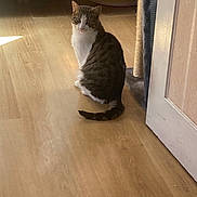 Kindy a rejoint le concours — aidez-le/la à gagner de superbes lots ! cat, tabby_cat, white_fur, sitting, wooden_floor, laminate_floor, door, cat_tree, scratching_post, tail, looking_back, indoor, sunlight, shadow, furniture, cabinet, pet, whiskers, floorboard, cozy