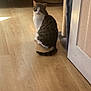 cabinet, cat, cat_tree, cozy, door, floorboard, furniture, indoor, laminate_floor, looking_back, pet, scratching_post, shadow, sitting, sunlight, tabby_cat, tail, whiskers, white_fur, wooden_floor