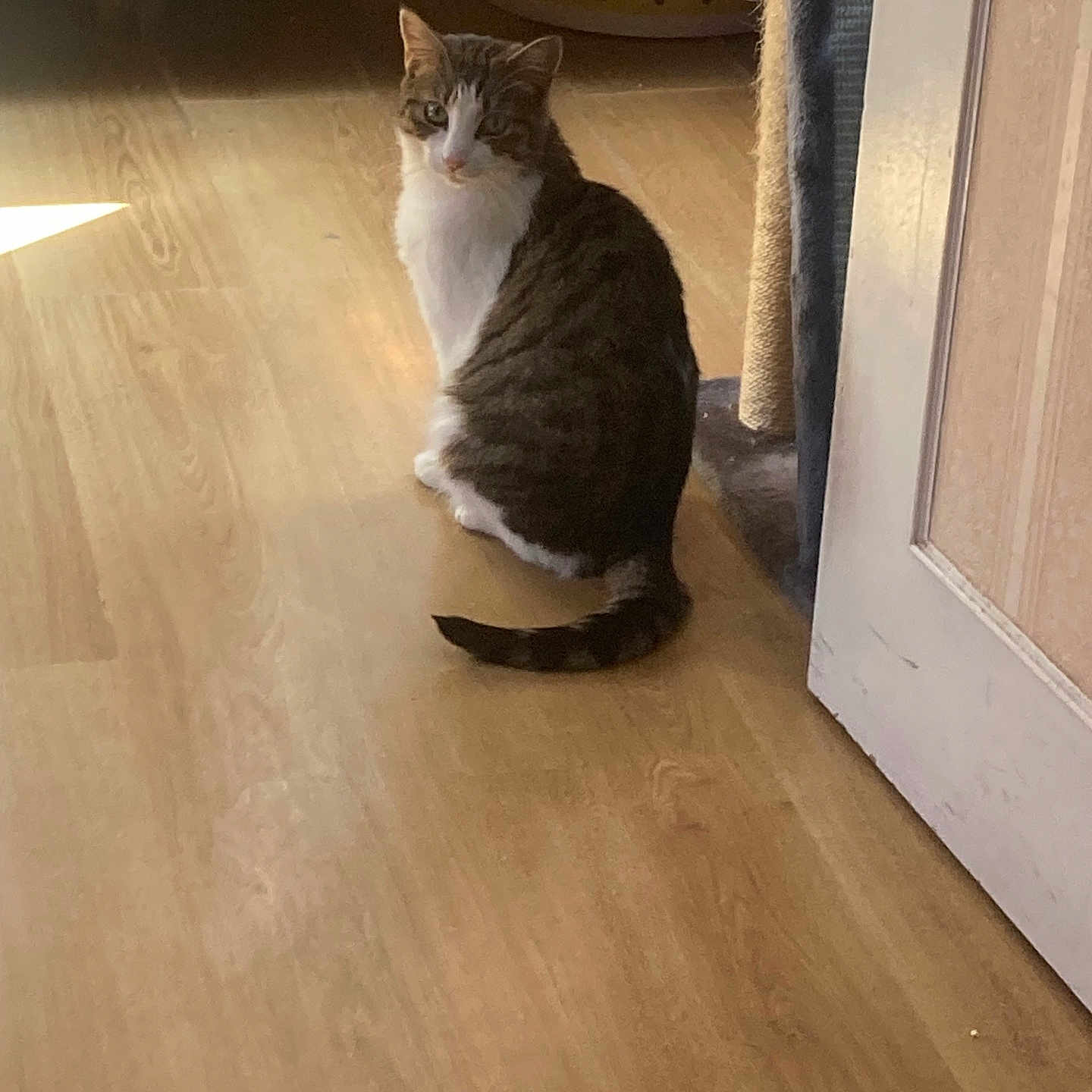 Kindy a rejoint le concours — aidez-le/la à gagner de superbes lots ! cabinet, cat, cat_tree, cozy, door, floorboard, furniture, indoor, laminate_floor, looking_back, pet, scratching_post, shadow, sitting, sunlight, tabby_cat, tail, whiskers, white_fur, wooden_floor