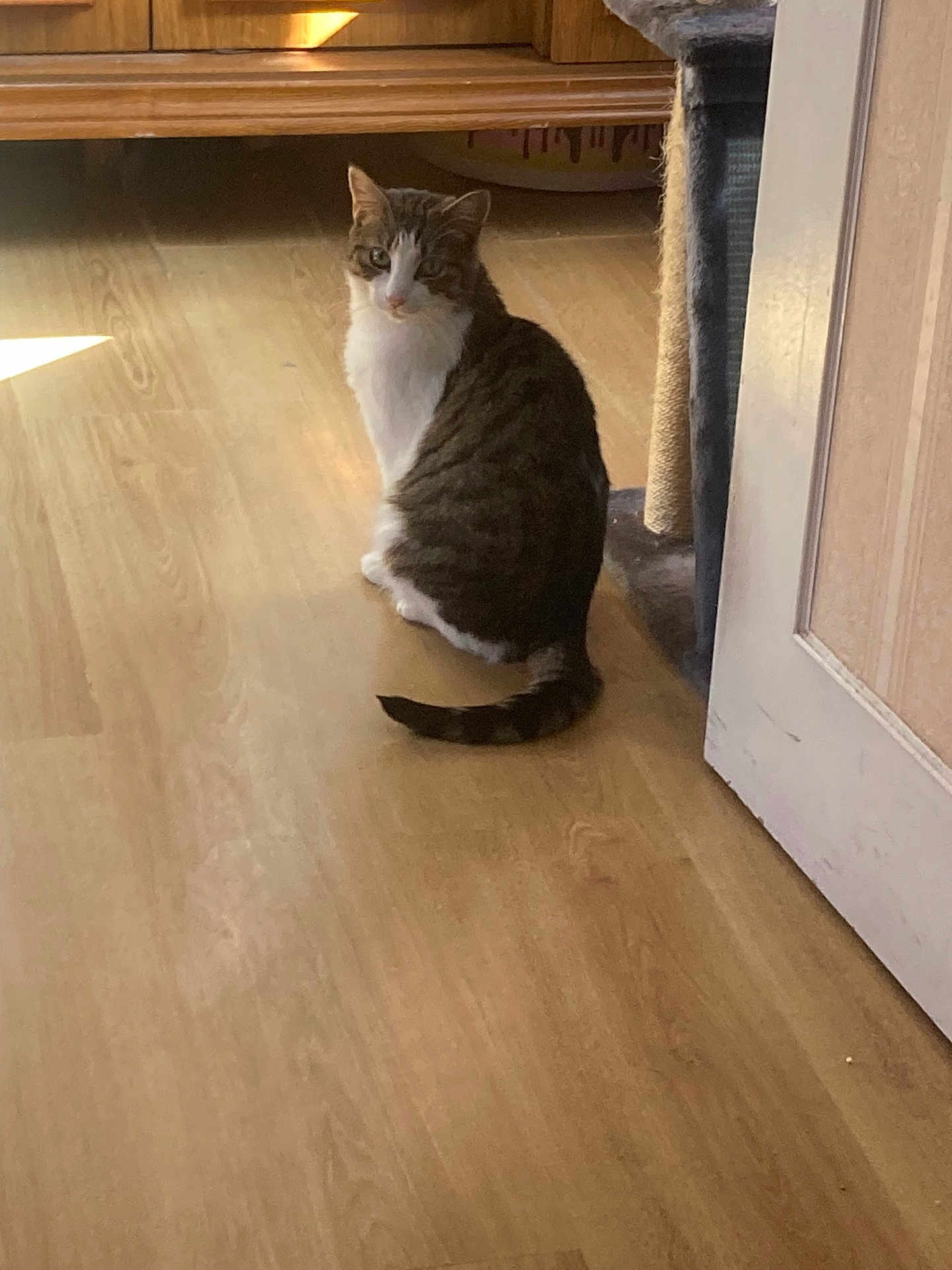 Kindy a rejoint le concours — aidez-le/la à gagner de superbes lots ! cat, tabby_cat, white_fur, sitting, wooden_floor, laminate_floor, door, cat_tree, scratching_post, tail, looking_back, indoor, sunlight, shadow, furniture, cabinet, pet, whiskers, floorboard, cozy