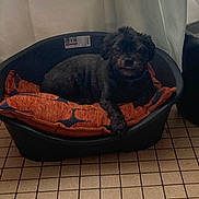 Dixie a rejoint le concours — aidez-le/la à gagner de superbes lots ! animal, black_dog, comfortable, companion, cozy, curtain, dog, domestic, fur, home, indoor, laying_down, orange_cushion, paw, pet_bed, quiet, relaxed, resting, small_dog, tile_floor