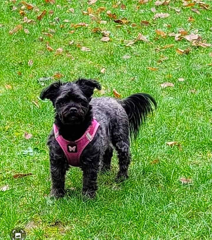 Dixie participe au concours pour gagner de l'argent avec cette photo : canidae, carnivore, collar, companion_dog, dog, dog_breed, dog_collar, dog_supply, grass, groundcover, liver, non_sporting_group, pet_supply, plant, snout, sporting_group, tail, terrier, water_dog, working_animal