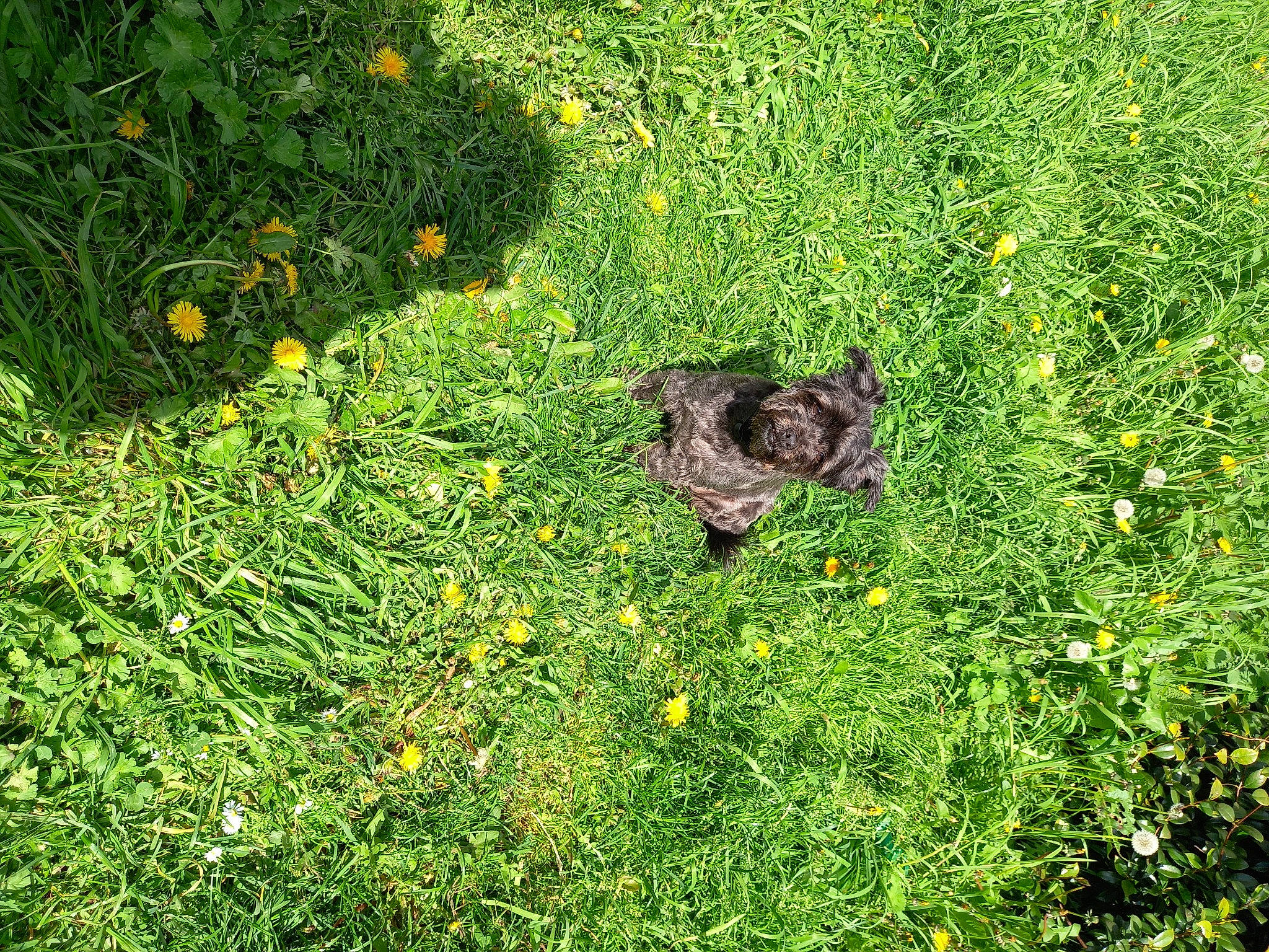 Dixie a rejoint le concours — aidez-le/la à gagner de superbes lots ! cat, flower, flowering_plant, grass, grass_family, grassland, groundcover, herb, herbaceous_plant, lawn, meadow, natural_landscape, pasture, people_in_nature, plant, shrub, subshrub, terrestrial_animal, terrestrial_plant, wildflower