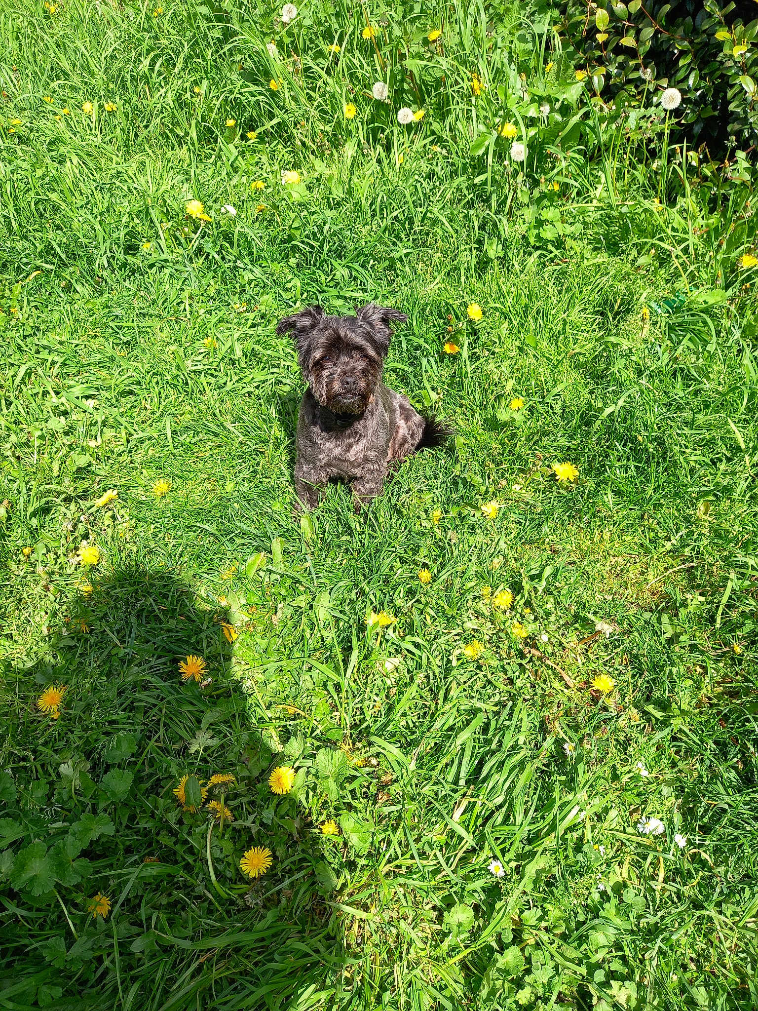 Dixie