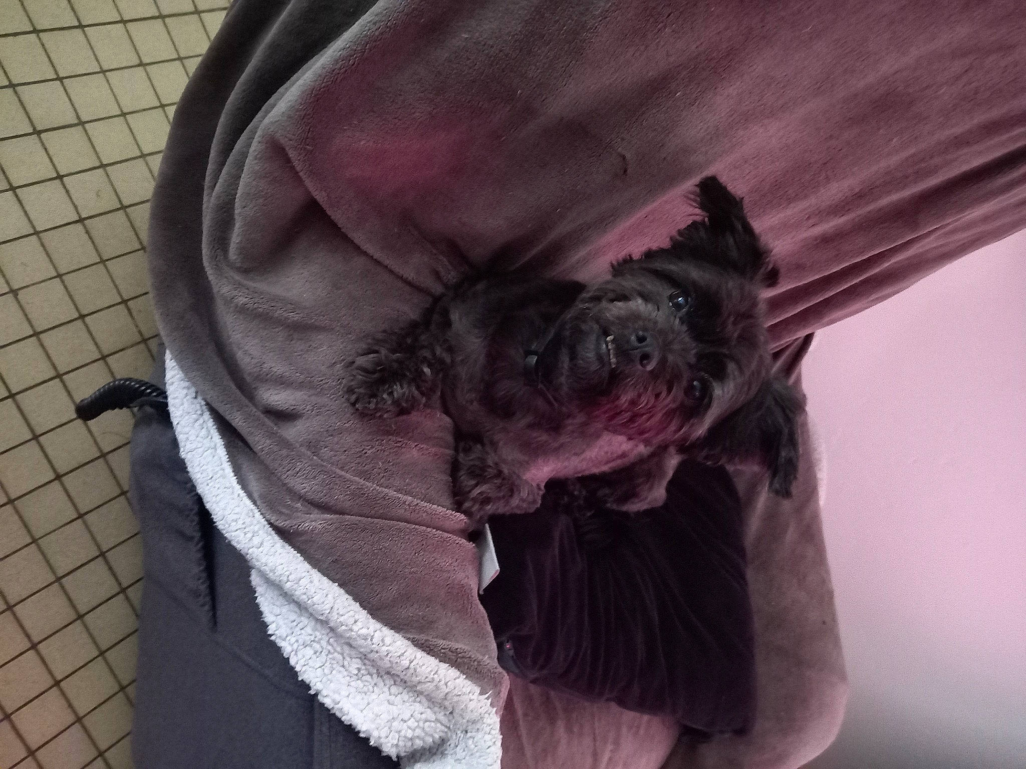 Dixie participe au concours pour gagner de l'argent avec cette photo : bat, beard, canidae, carnivore, comfort, companion_dog, dog, dog_breed, fawn, felidae, fur, grey, magenta, purple, sleeve, snout, sporting_group, toy_dog, whiskers, wrinkle