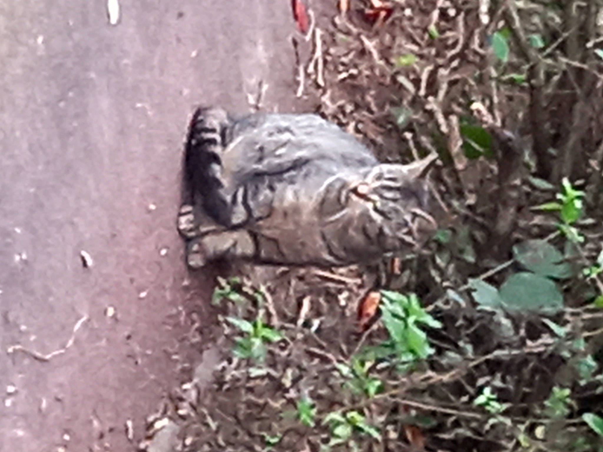 Patou a rejoint le concours — aidez-le/la à gagner de superbes lots ! asphalt, bird, felidae, grass, groundcover, jungle, plant, soil, sporting_group, terrestrial_animal, terrestrial_plant, wildlife