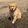 puppy, dog, golden_retriever, wet_fur, leash, outdoor, gravel, sunlight, pet, animal, sitting, young_dog, cute, fur, canine, nature, daytime, small_dog, closeup, adorable