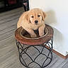 Jet joined the competition — help win amazing prizes! puppy, golden_retriever, dog_food, dog_bowl, cat, indoor, flooring, wooden_furniture, metal_stand, curious_cat, pet, animal, cute, fluffy, playful, domestic, companions, wall, doorway, guilty_expression
