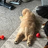 Jet joined the competition — help win amazing prizes! puppy, dog, golden_retriever, indoor, carpet, rug, toy, red_ball, orange_bone_toy, exercise_equipment, dog_food_bowl, furniture, paw, playing, relaxing, pet, animal, cute, fluffy, canine