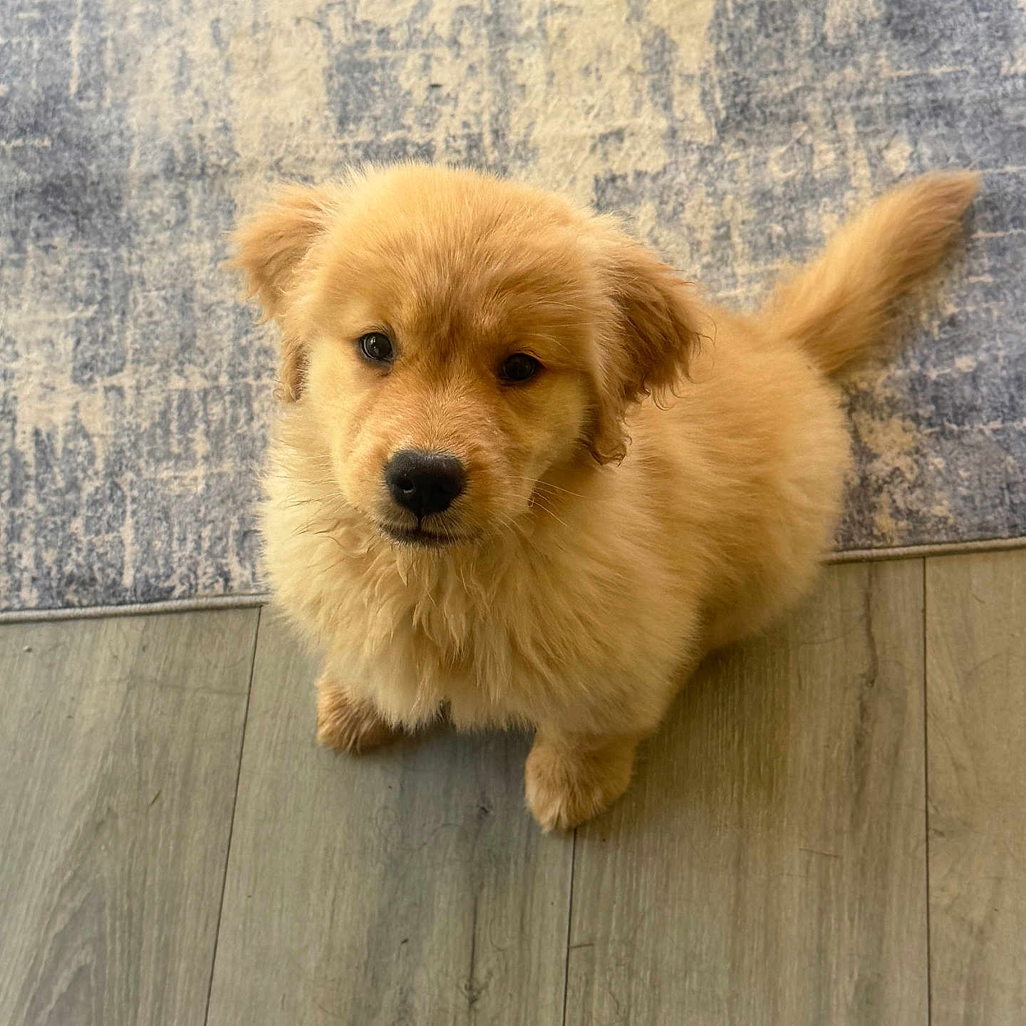 Jet