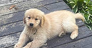 Jet is registered to the contest to win money with this photo: puppy, golden_retriever, dog, wooden_deck, outdoor, grass, plants, gravel, laying_down, chewing, young_animal, pet, fur, nature, curious, cute, animal, canine, summer, daylight