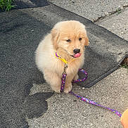 Jet joined the competition — help win amazing prizes! puppy, dog, golden_retriever, leash, collar, tongue_out, sitting, outdoor, concrete, mat, cute, fluffy, pet, animal, young, playful, canine, fur, yellow_collar, purple_leash