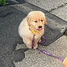 puppy, dog, golden_retriever, leash, collar, tongue_out, sitting, outdoor, concrete, mat, cute, fluffy, pet, animal, young, playful, canine, fur, yellow_collar, purple_leash
