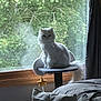 cat, white_cat, fluffy, indoor, window, greenery, leaves, cat_perch, cushion, curtain, natural_light, pet, furniture, cozy, animal, tail, star_toy, relaxing, home, domestic