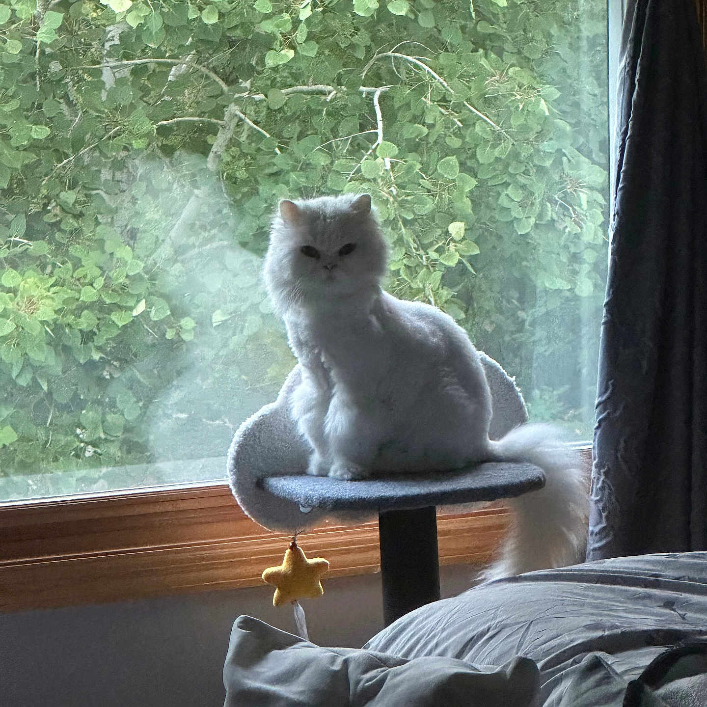 Bumbles is registered to the contest to win money with this photo: animal, cat, cat_perch, cozy, curtain, cushion, domestic, fluffy, furniture, greenery, home, indoor, leaves, natural_light, pet, relaxing, star_toy, tail, white_cat, window