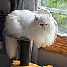 Bumbles joined the competition — help win amazing prizes! animal, cat, cat_tree, curtain, cute, domestic_cat, fluffy, furniture, houseplant, indoor, mammal, persian_cat, pet, relaxed, resting, sunlight, tail, whiskers, white_cat, window