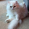 Bumbles is registered to the contest to win money with this photo: animal, carpet, cat, closeup, cute, domestic, ears, expression, feline, fluffy, fur, indoor, paw, pet, relaxed, sitting, stretching, tail, whiskers, white
