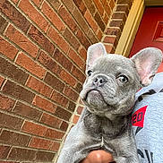 Bella joined the competition — help win amazing prizes! animal, brick_wall, building, cute, dog, ears, expression, french_bulldog, fur, gray, hand, holding, outdoor, person, pet, portrait, puppy, red_door, snout, young