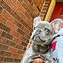 animal, brick_wall, building, cute, dog, ears, expression, french_bulldog, fur, gray, hand, holding, outdoor, person, pet, portrait, puppy, red_door, snout, young