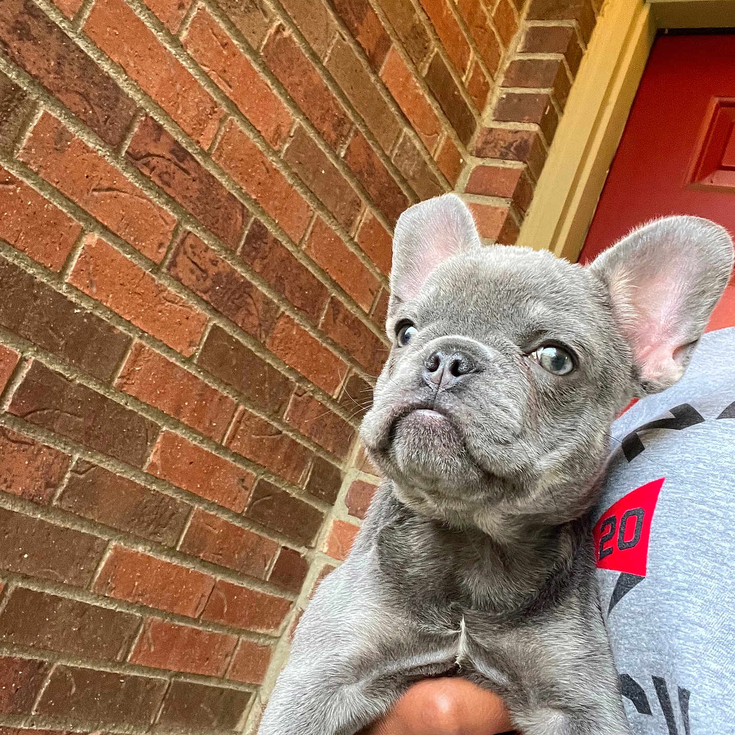 Bella joined the competition — help win amazing prizes! animal, brick_wall, building, cute, dog, ears, expression, french_bulldog, fur, gray, hand, holding, outdoor, person, pet, portrait, puppy, red_door, snout, young