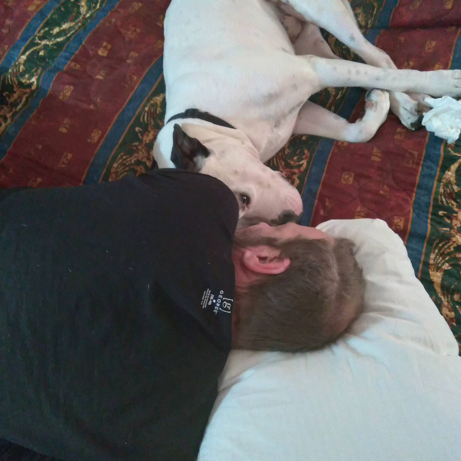 Tucker is registered to the contest to win money with this photo: bed, bed_sheet, bedding, carnivore, comfort, companion_dog, dog, dog_breed, fawn, felidae, fur, linens, mammal, small_to_medium_sized_cats, snout, sporting_group, tail, toy_dog, vertebrate, working_animal