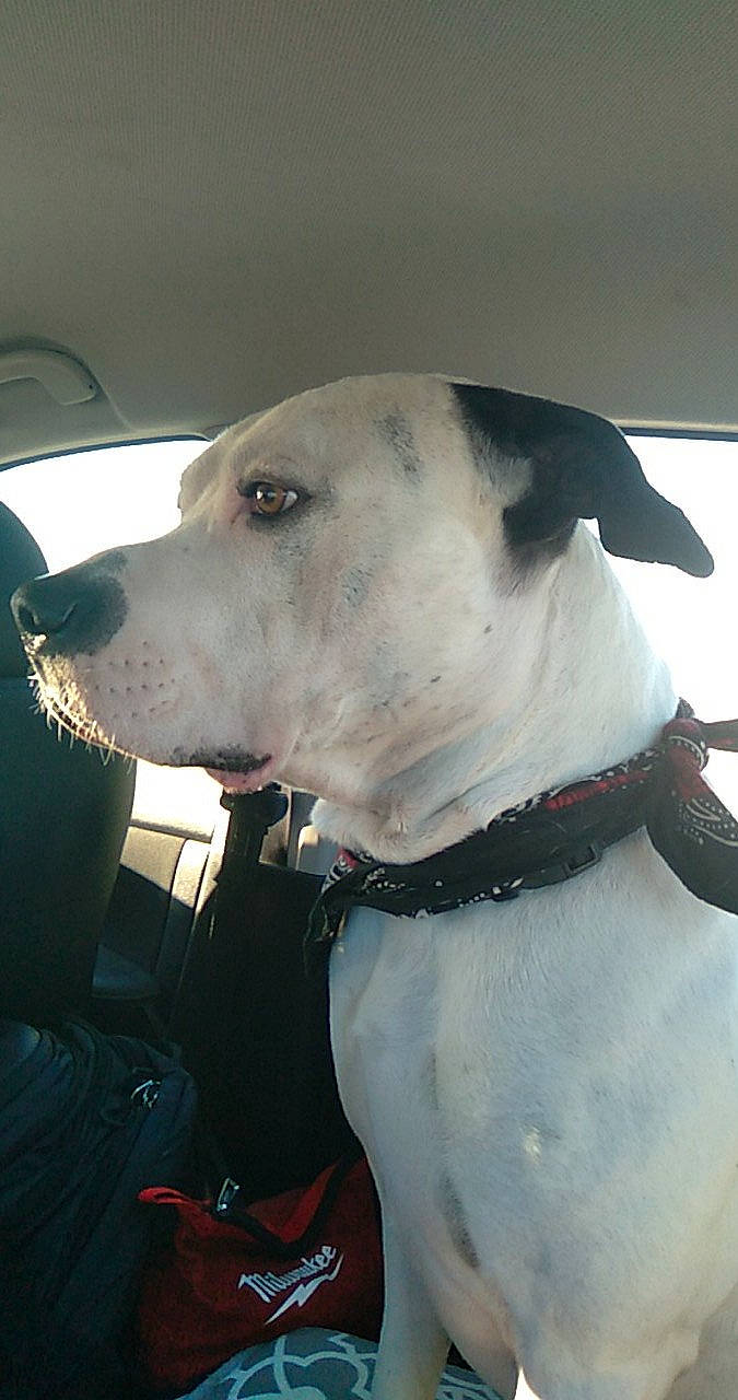 Tucker joined the competition — help win amazing prizes! canidae, carnivore, collar, companion_dog, dog, dog_breed, dog_collar, fawn, non_sporting_group, pet_supply, snout, sporting_group, whiskers, windshield, working_animal, working_dog