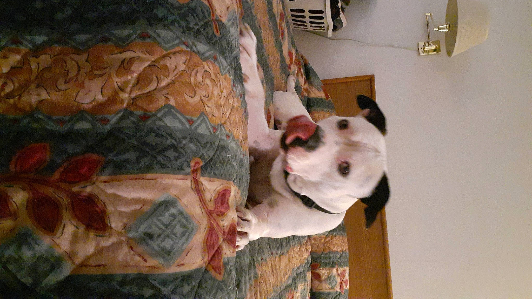 Tucker is registered to the contest to win money with this photo: art, canidae, carnivore, companion_dog, dog, dog_breed, fawn, flooring, fun, fur, jaw, mammal, room, sculpture, snout, sporting_group, vertebrate, visual_arts, wood, working_animal