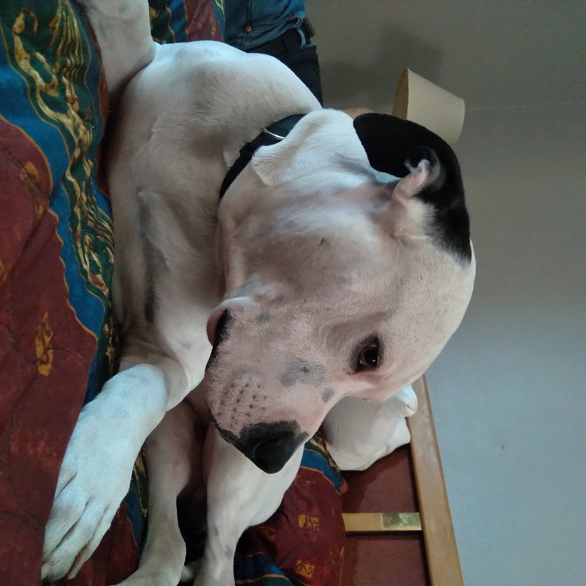 Tucker is registered to the contest to win money with this photo: canidae, carnivore, collar, comfort, companion_dog, dog, dog_breed, ear, fawn, jaw, non_sporting_group, pet_supply, snout, sporting_group, terrestrial_animal, whiskers, working_animal