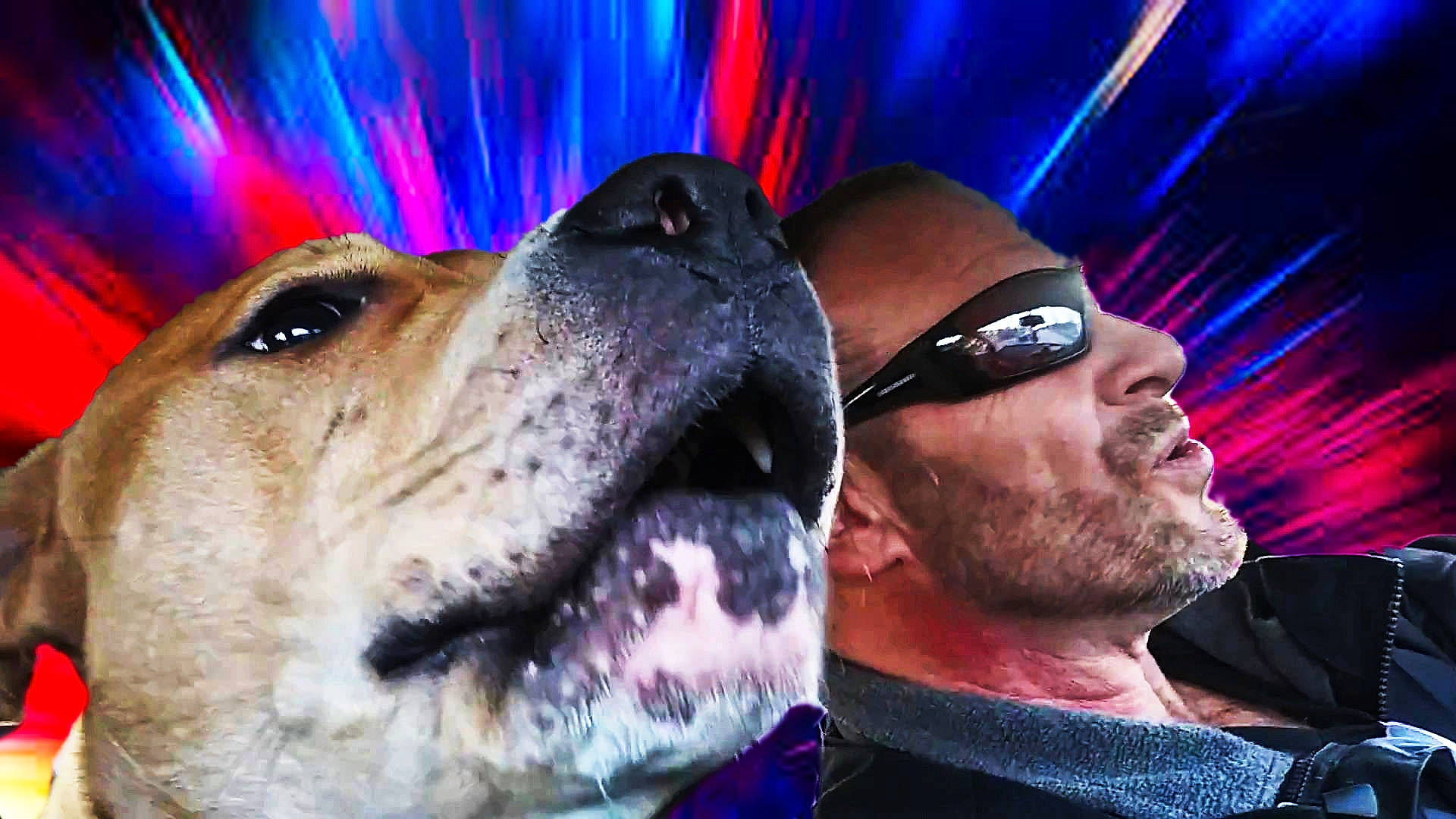 Jagger joined the competition — help win amazing prizes! beard, blue, carnivore, companion_dog, dog, dog_breed, electric_blue, eyewear, fawn, fun, glasses, goggles, happy, jaw, selfie, smile, snout, sunglasses, vision_care, whiskers