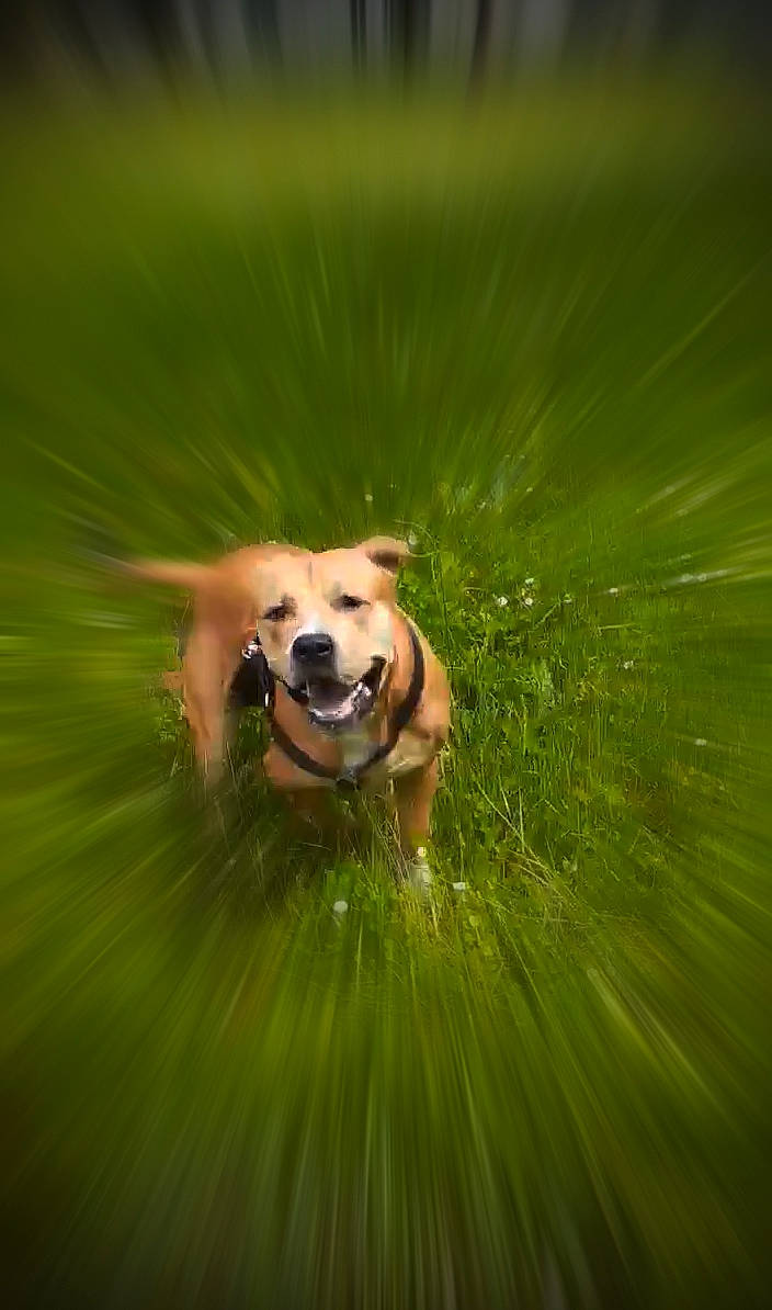 Jagger joined the competition — help win amazing prizes! art, carnivore, companion_dog, dog, dog_breed, flash_photography, grass, grassland, happy, herbaceous_plant, landscape, plant, sporting_group, sunglasses, wildlife, wing, working_dog