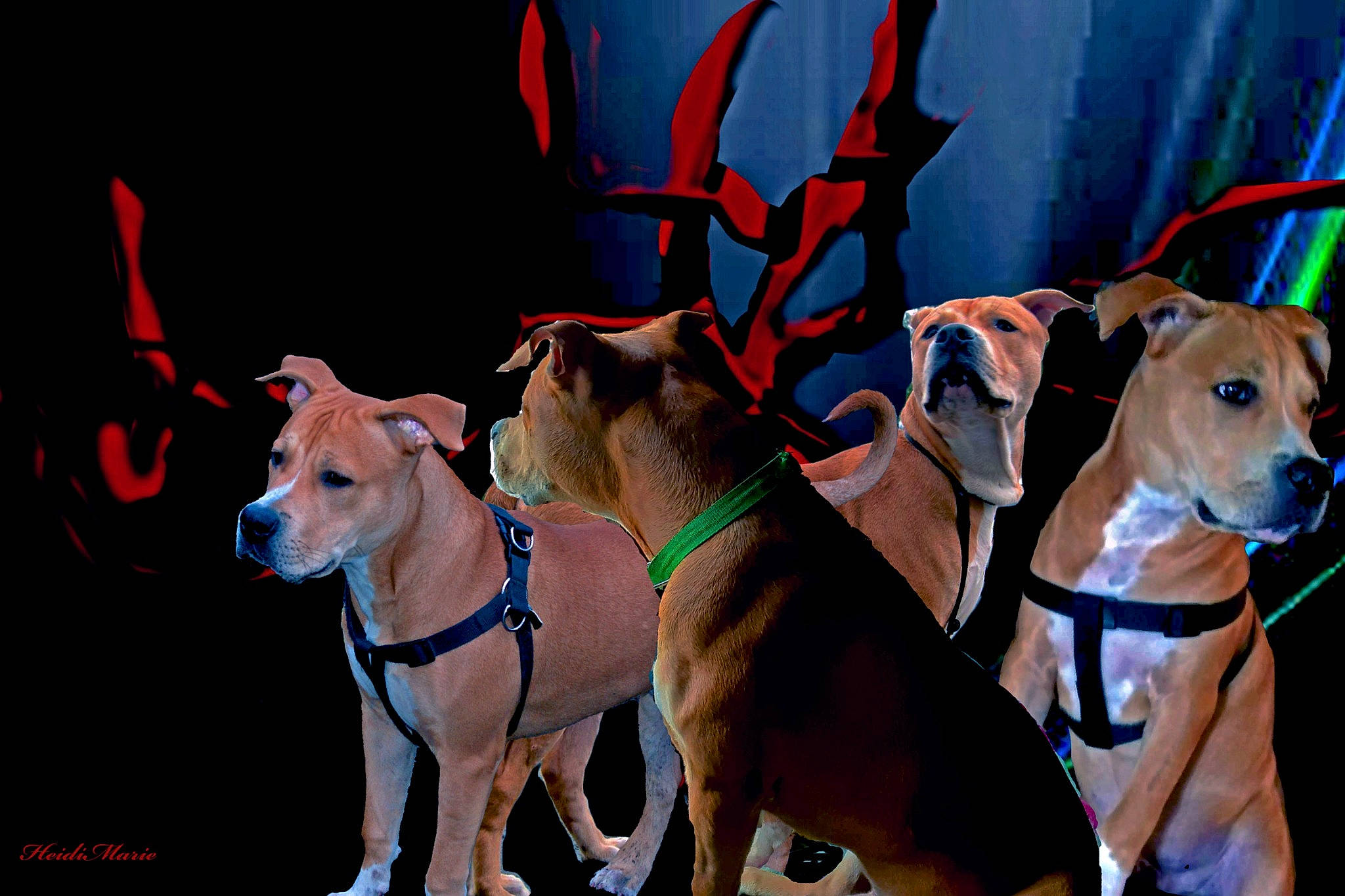 Jagger joined the competition — help win amazing prizes! canidae, carnivore, collar, companion_dog, dog, dog_breed, dog_clothes, dog_collar, dog_supply, event, fashion_accessory, fawn, leash, non_sporting_group, pet_supply, snout, sporting_group, tail, working_animal