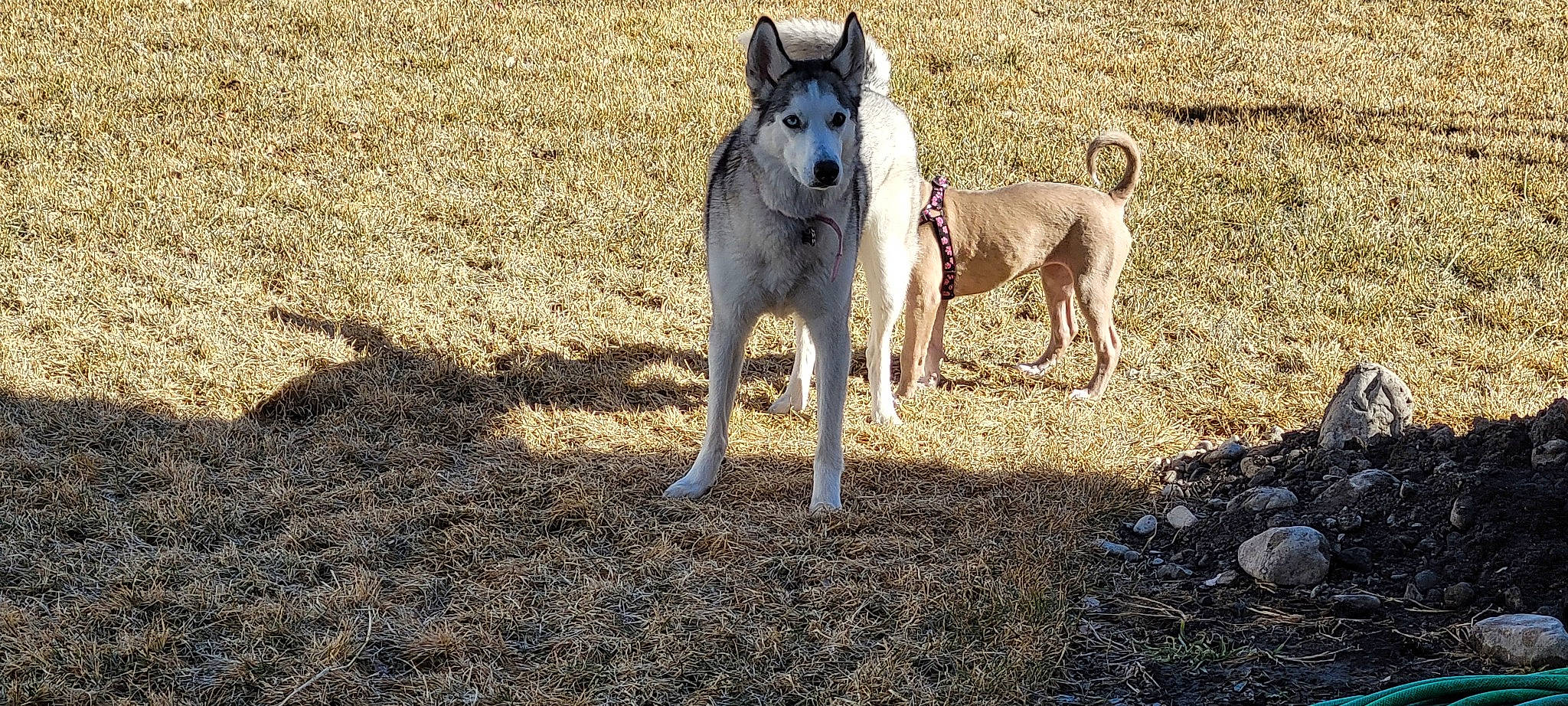 Ashera is registered to the contest to win money with this photo: canidae, carnivore, dog, dog_breed, dog_supply, grass, hunting_dog, non_sporting_group, pet_supply, shadow, snout, soil, sporting_group, tail, terrestrial_animal, wildlife, working_animal, working_dog