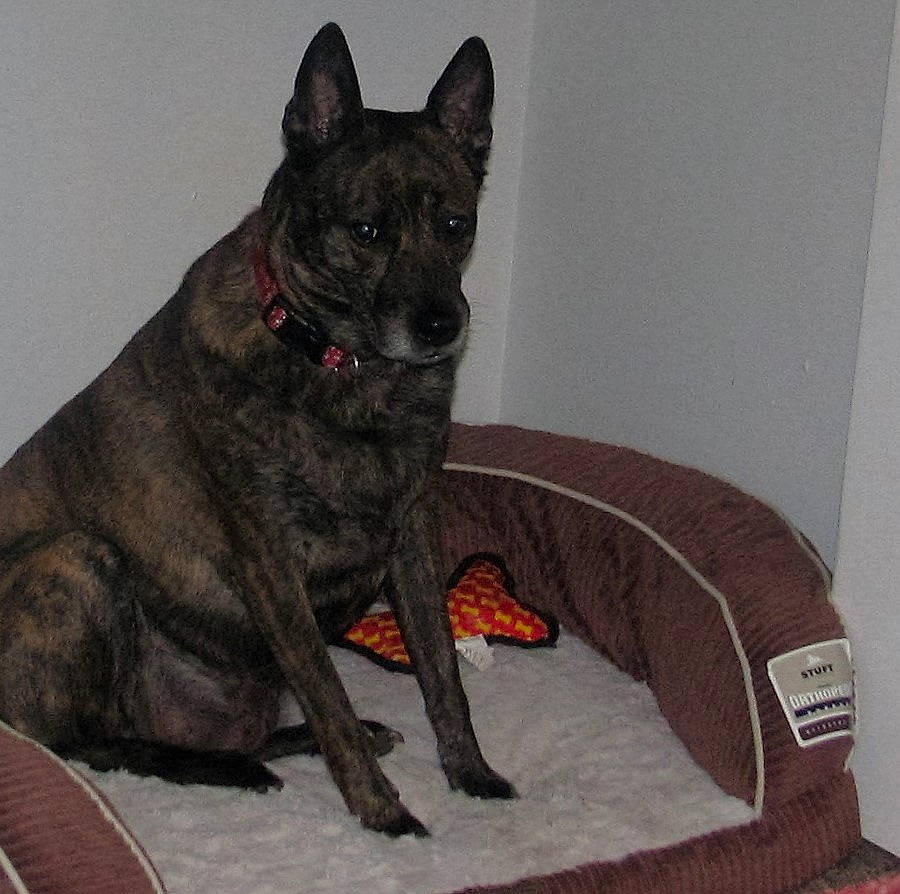 Dingo is registered to the contest to win money with this photo: canidae, carnivore, collar, comfort, companion_dog, dog, dog_breed, dog_collar, fawn, felidae, fur, guard_dog, liver, non_sporting_group, snout, sporting_group, tail, whiskers, working_animal, working_dog