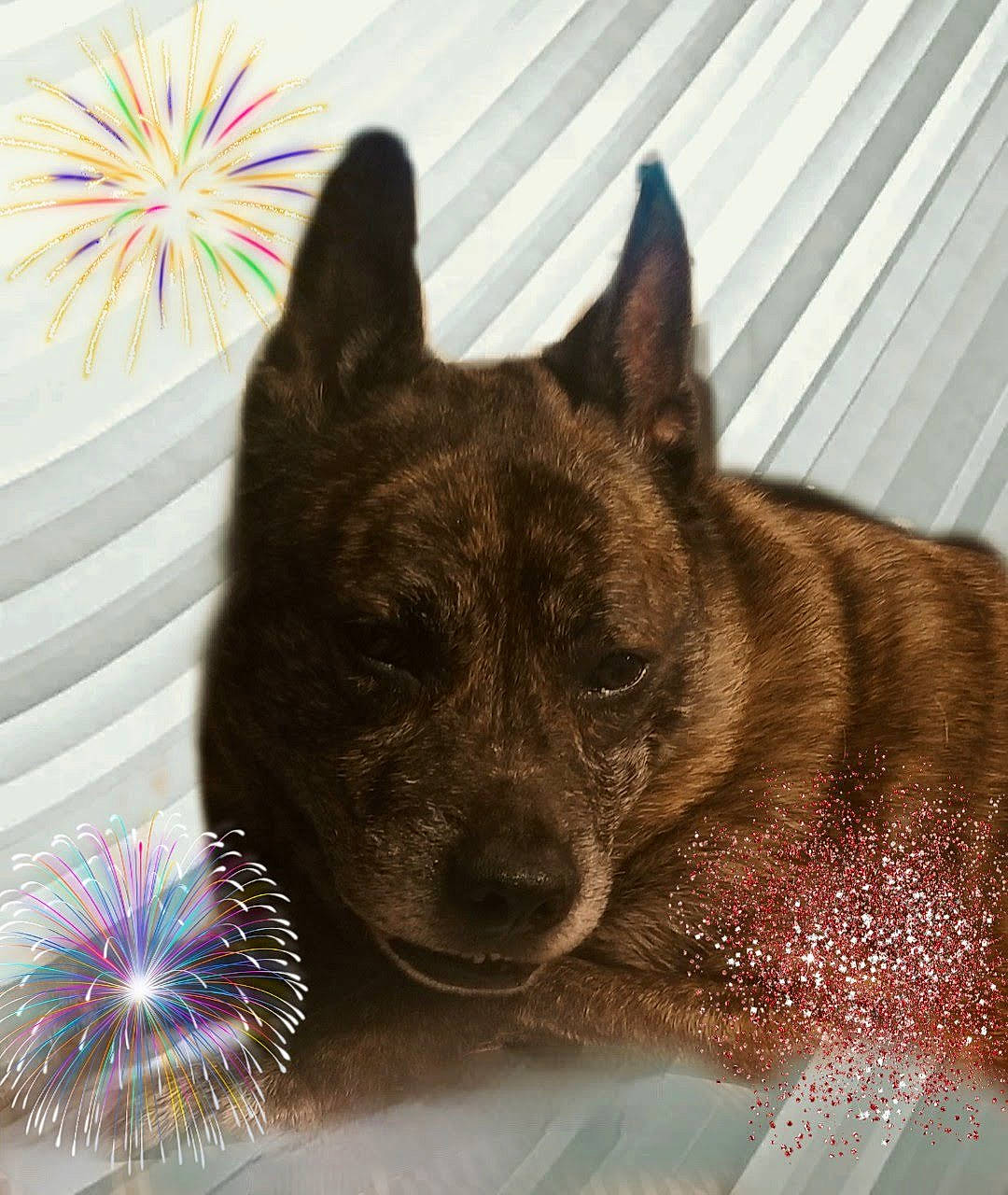 Dingo is registered to the contest to win money with this photo: art, canidae, carnivore, companion_dog, dog, dog_breed, electric_blue, fawn, fur, guard_dog, mat, non_sporting_group, pattern, snout, sporting_group, terrestrial_animal, whiskers, window, working_animal, working_dog