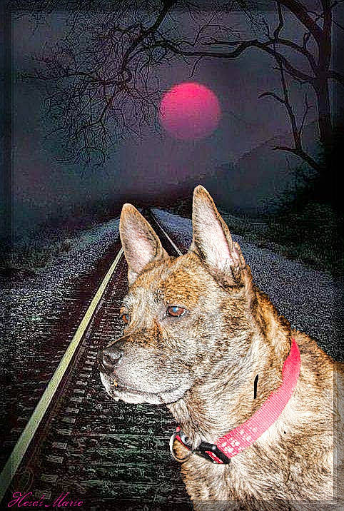 Dingo joined the competition — help win amazing prizes! art, astronomical_object, carnivore, circle, dog, dog_breed, fawn, felidae, flash_photography, fur, moon, painting, picture_frame, snout, stock_photography, tree, visual_arts, whiskers, wildlife, working_animal