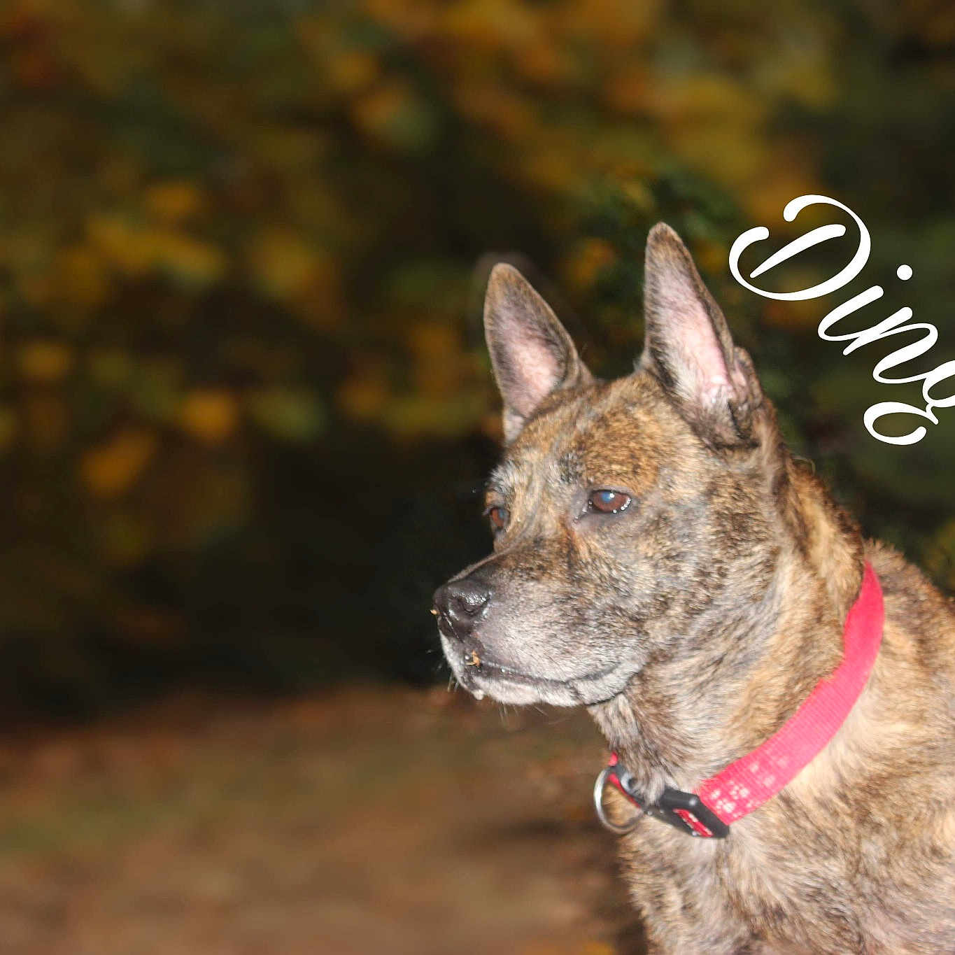 Dingo