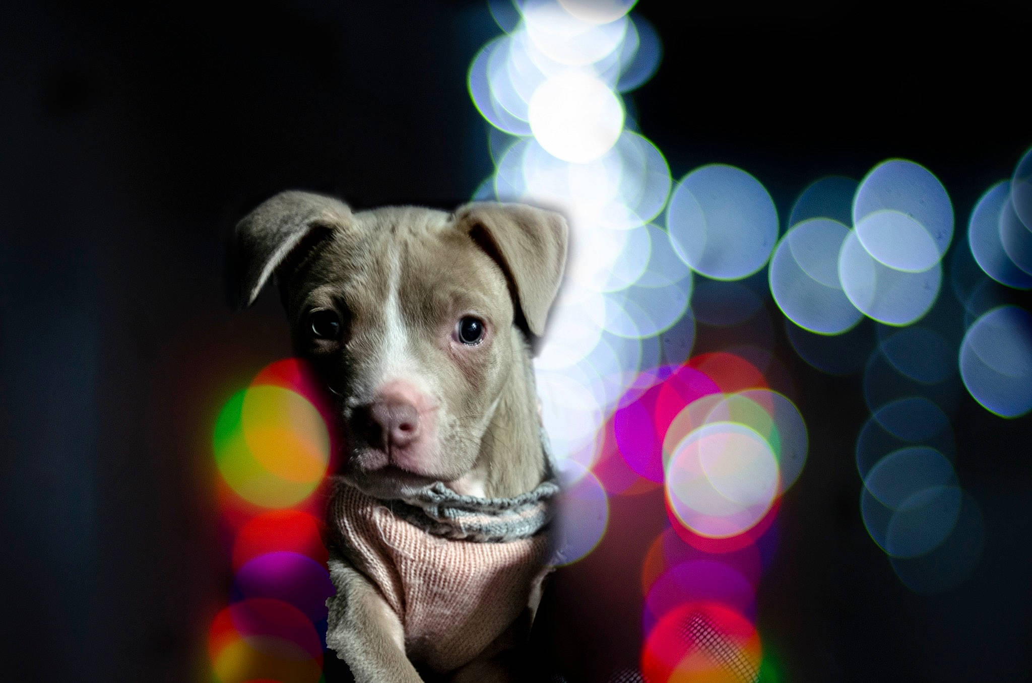 Xjrrr Supercharged is registered to the contest to win money with this photo: canidae, carnivore, collar, companion_dog, darkness, dog, dog_breed, dog_clothes, dog_collar, dog_supply, event, fawn, light, night, pet_supply, snout, sporting_group, toy_dog, whiskers, working_animal