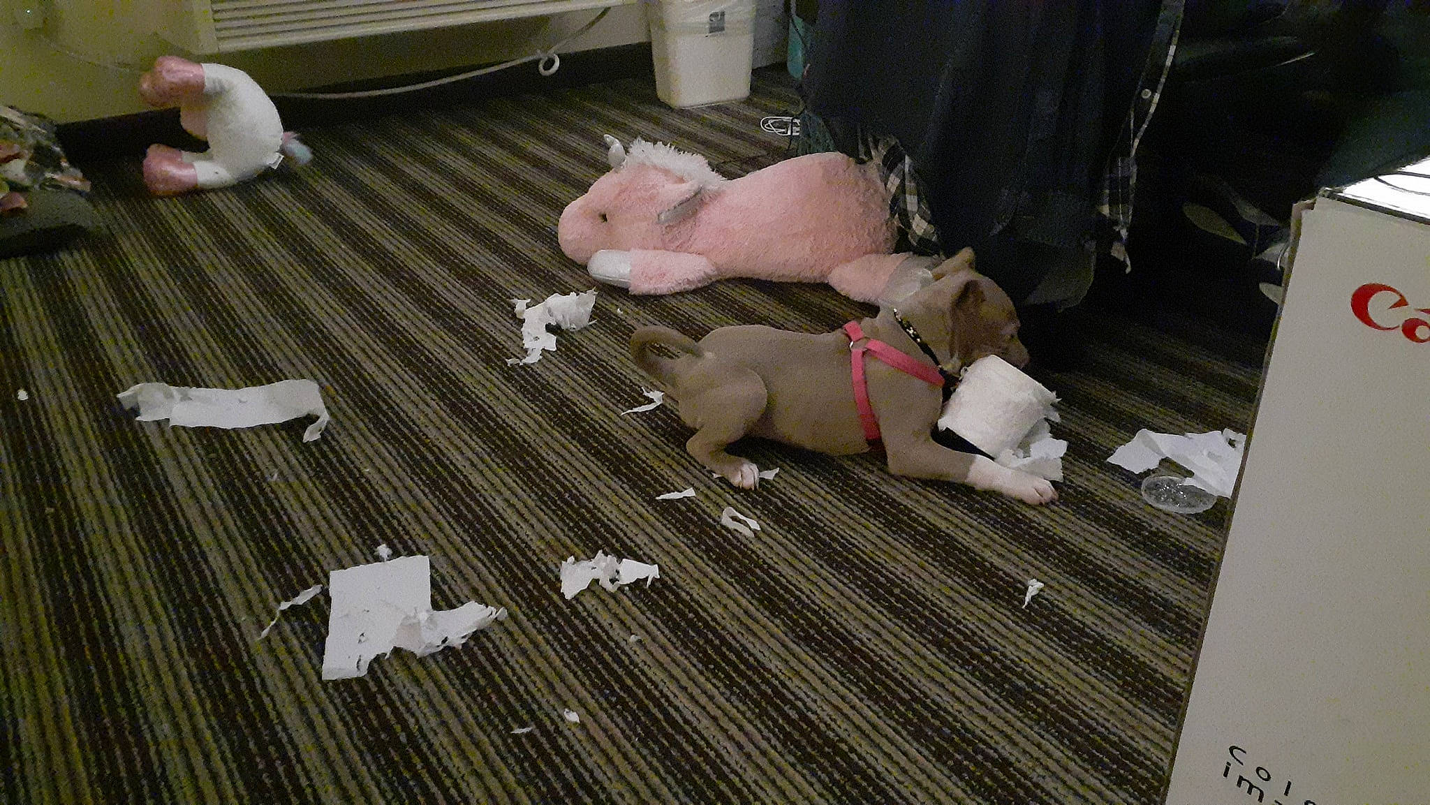 Xjrrr Supercharged is registered to the contest to win money with this photo: comfort, companion_dog, dog_breed, fawn, felidae, floor, flooring, foot, fur, hardwood, linens, non_sporting_group, pattern, room, sporting_group, stuffed_toy, tail, toy, white, wood