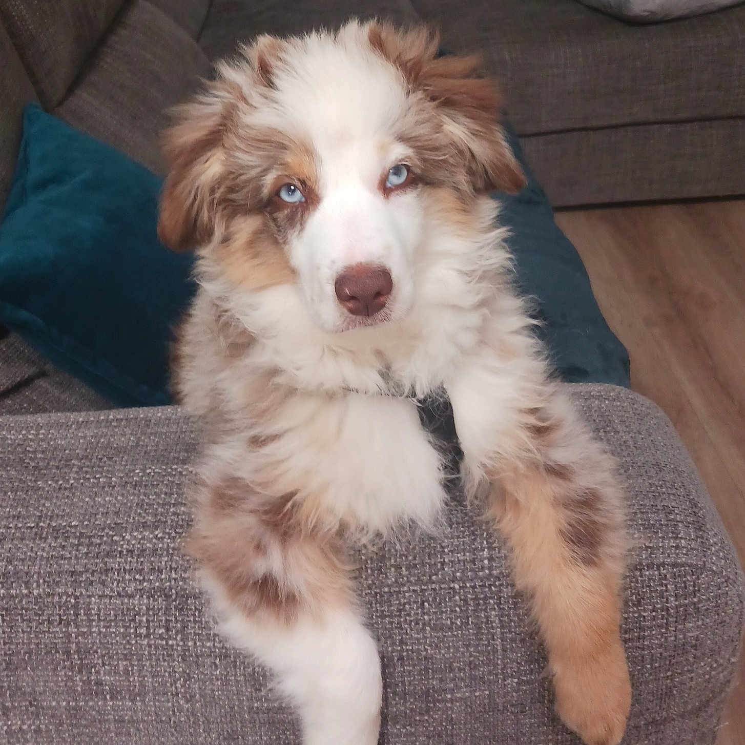 Vico a rejoint le concours — aidez-le/la à gagner de superbes lots ! animal, architecture, armchair, building, canine, chair, collie, couch, cushion, dog, eskimodog, furniture, homedecor, husky, indoors, interiordesign, livingroom, pet, puppy, room