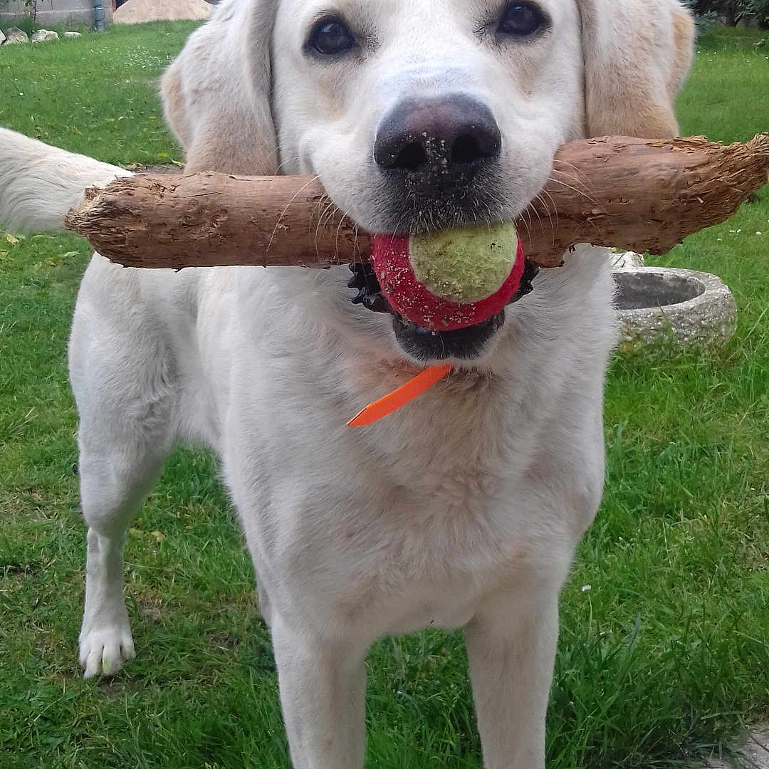 Flocon participe au concours pour gagner de l'argent avec cette photo : animal, canine, collar, daylight, dog, fur, garden, grass, greenery, lawn, muzzle, nature, outdoor, pet, playful, stick, tail, tennis_ball, white_dog, yard