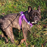 Gégé participe au concours pour gagner de l'argent avec cette photo : dog, french_bulldog, brindle, purple_harness, leash, grass, outdoor, pet, animal, canine, sunlight, alert, ears_up, walking, nature, daylight, closeup, standing, shadow, brown