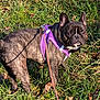 dog, french_bulldog, brindle, purple_harness, leash, grass, outdoor, pet, animal, canine, sunlight, alert, ears_up, walking, nature, daylight, closeup, standing, shadow, brown